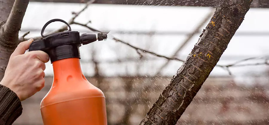 Orange Oil Structural Cavity Treatment in Fort Myers