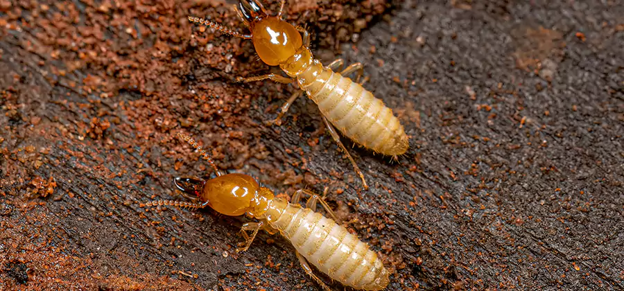 Natural Ant Hill Killer Treatment in Fort Myers