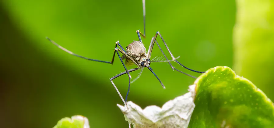 Natural Outdoor Mosquito Repellent in Fort Myers