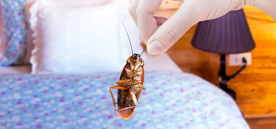 Bed Bug Inspection in Fort Myers