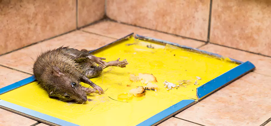 Rat Trapping Service In Fort Myers
