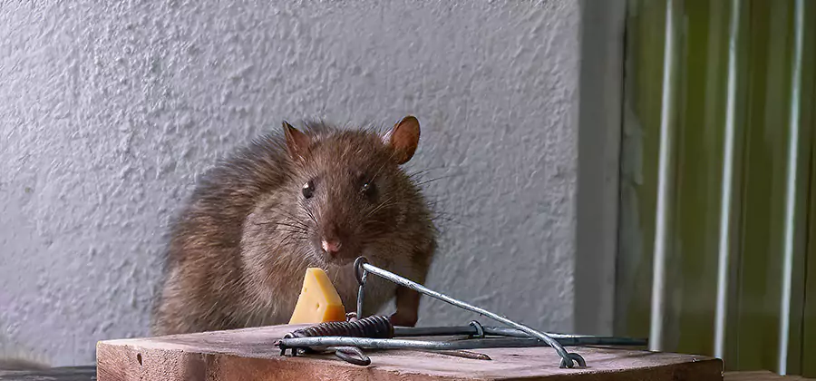 Rat Fumigation Extermination Service in Fort Myers