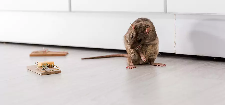 Rat Baiting Removal Service in Fort Myers