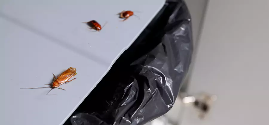 German Roach Pest Control in Fort Myers