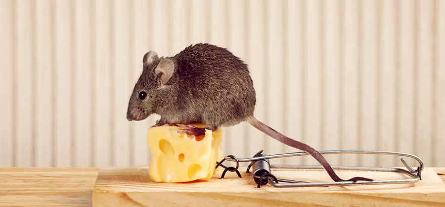 Commercial Rodent Exclusion Services in Fort Myers