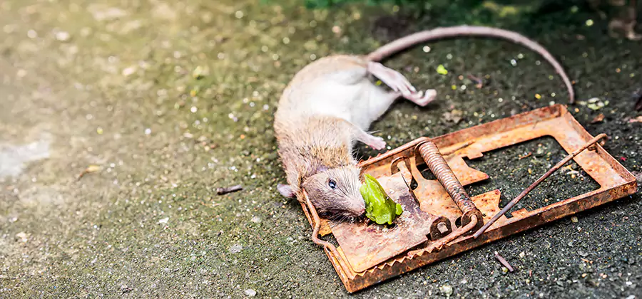 Rat Trapping in Fort Myers