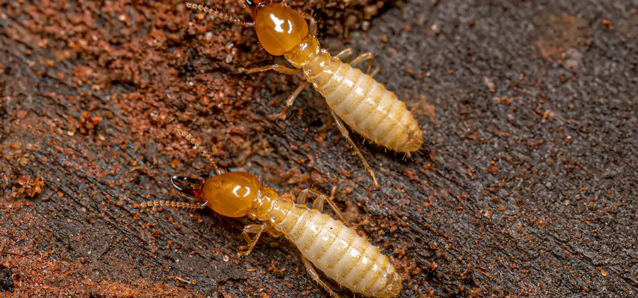 Sentricon Residential Termite Control in Fort Myers