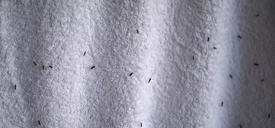 Small Black Ants in Bathroom Treatment in Fort Myers