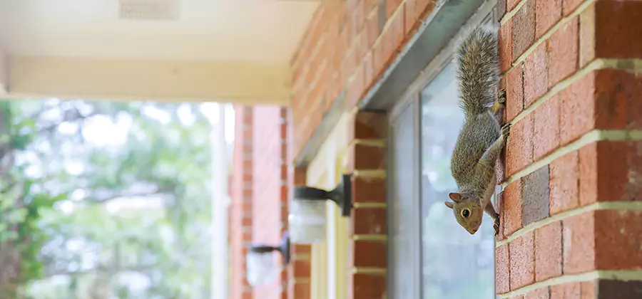 Squirrel Inside Walls Removal in Fort Myers
