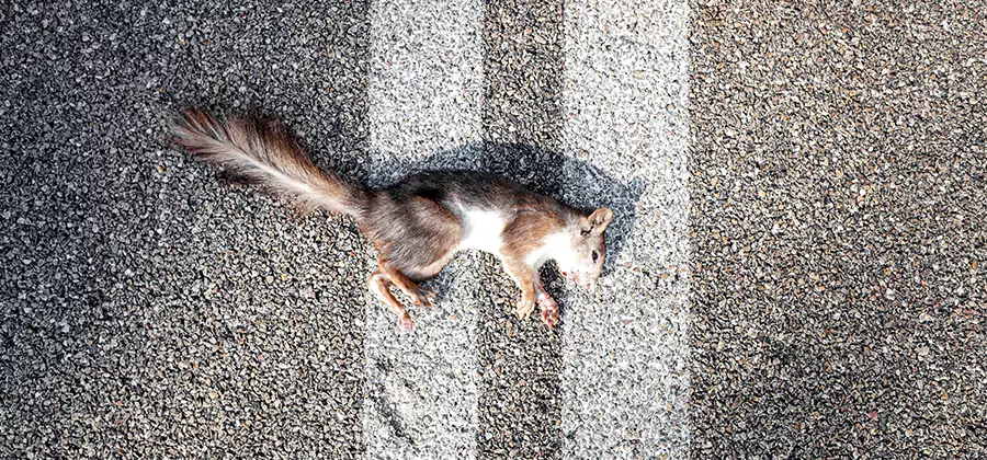 Dead Squirrel Removal in Fort Myers