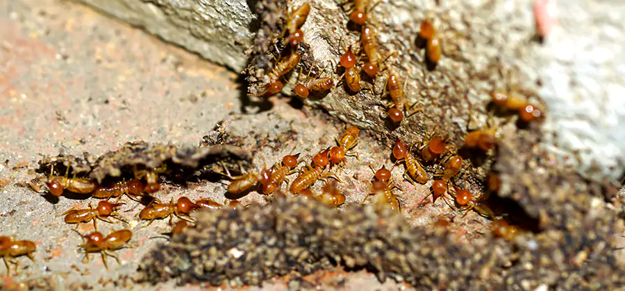Wood Treatment and Localized Termite Solutions in Fort Myers