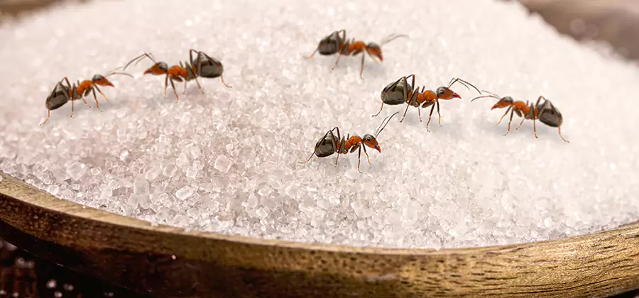 Indoor Sugar Ant Treatment in Fort Myers