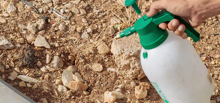 Heat Treatment Termite Cost in Fort Myers
