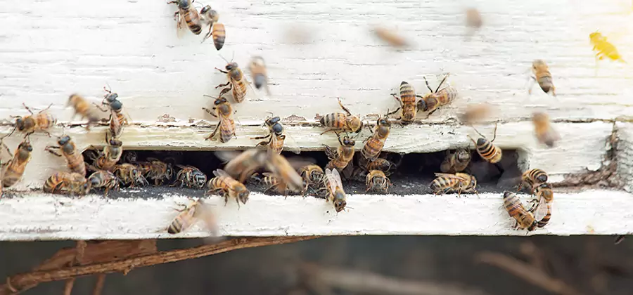 Residential Termite Fumigation in Fort Myers