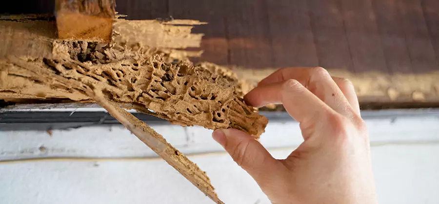 Pre-Purchase Termite Inspection in Fort Myers