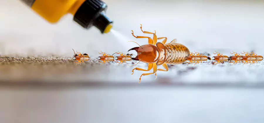Foundation Termite Spraying Control in Fort Myers