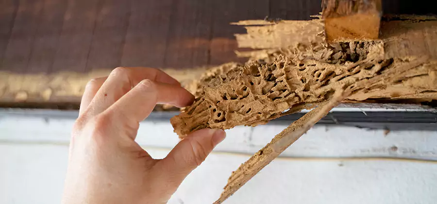 Pre-Construction Termite Treatment in Fort Myers