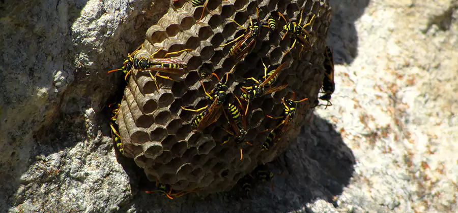 Wasp Nest in Tree Removal Fort Myers