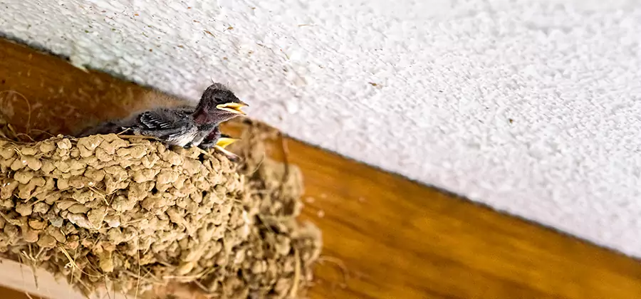 Bird Removal From House in Fort Myers