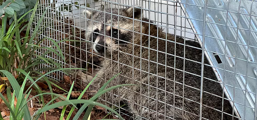 Wildlife Relocation Services in Fort Myers