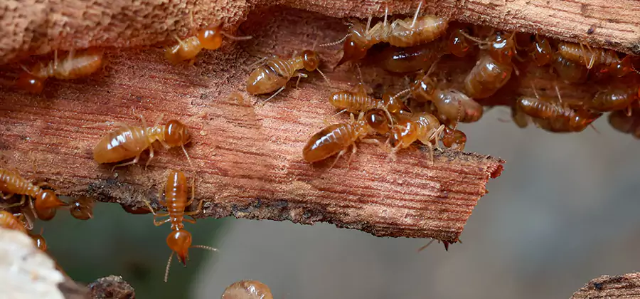 Wood Preservation Termite Treatment in Fort Myers