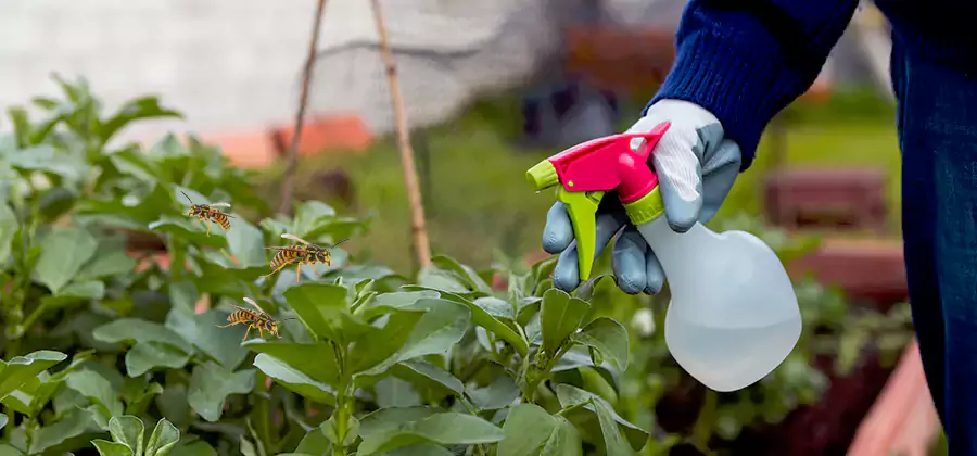 Yellow Jacket Pest Removal for Commercial Properties in Fort Myers