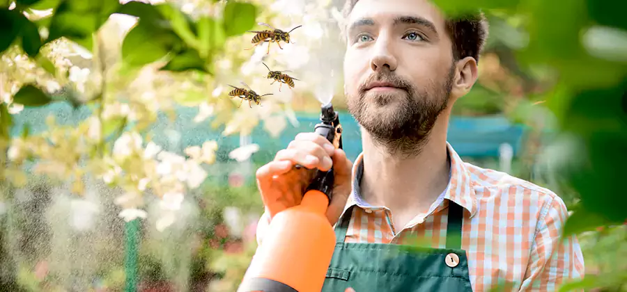 Yellow Jacket Wasp Removal in Fort Myers