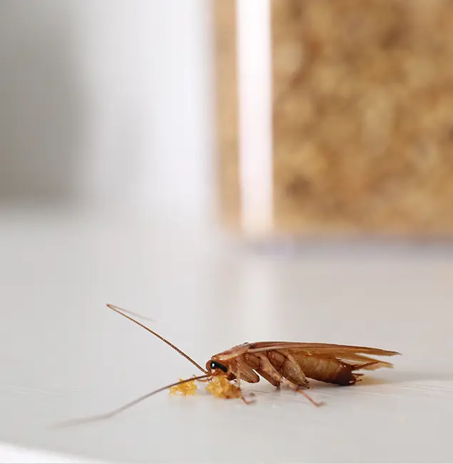 Why Fort Myers Pest Control Pro Stands Out in Fort Myers, FL?