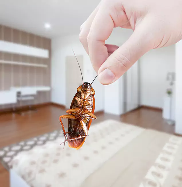 Why Fort Myers Pest Control Pro Stand Out for Bed Bug Fumigation in Fort Myers, FL?