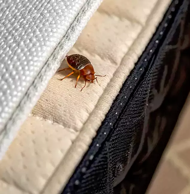 Why Choose Fort Myers Pest Control Pro for Bed Bug Treatment at Home in Fort Myers, FL?