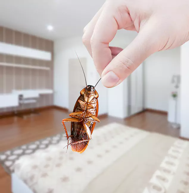 Why Fort Myers Pest Control Pro Stand Out For Bed Bug Inspection in Fort Myers, FL?