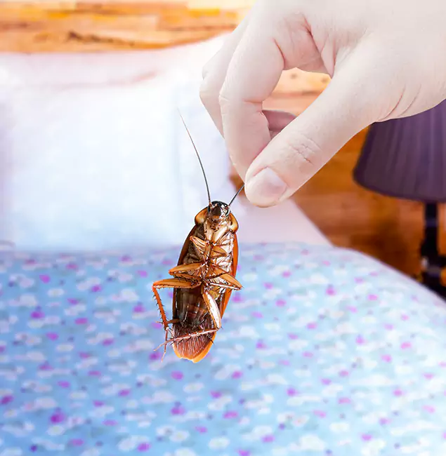 Why Choose Fort Myers Pest Control Pro for Bed Bug Treatment in Fort Myers, FL?
