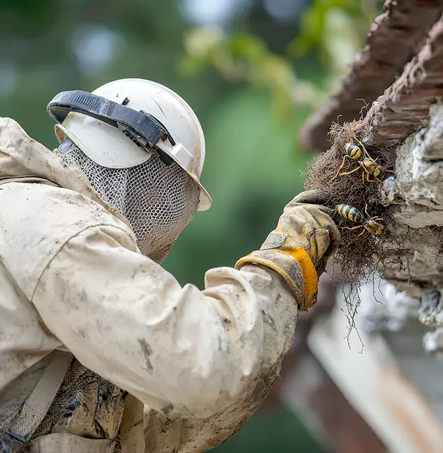 Why Fort Myers Property Owners Choose Fort Myers Pest Control Pro for Bee Exterminator?
