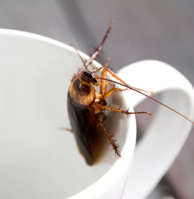 Why Fort Myers, FL Residents Trust Fort Myers Pest Control Pro for Cockroach Fumigation?