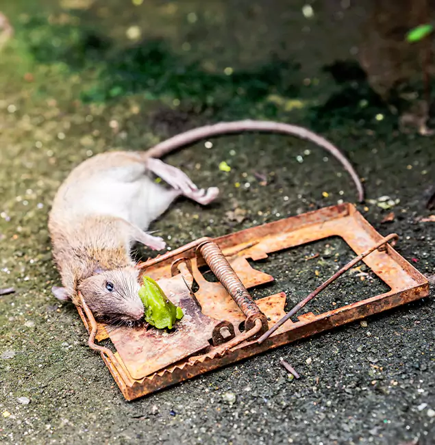 Why Fort Myers, FL Homeowners Trust Fort Myers Pest Control Pro for Rodent Removal?