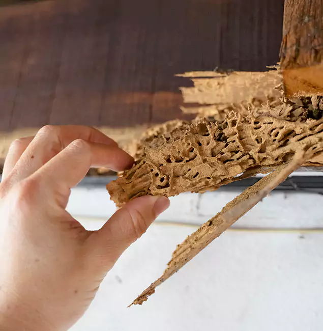 Why Choose Fort Myers Pest Control Pro in Fort Myers, FL?