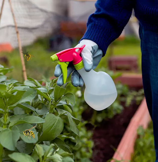 Why Fort Myers Homeowners Choose Fort Myers Pest Control Pro for Honey Bee Removal?