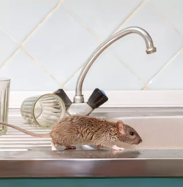 Why Fort Myers, FL Trusts Fort Myers Pest Control Pro for Humane Rodent Control?