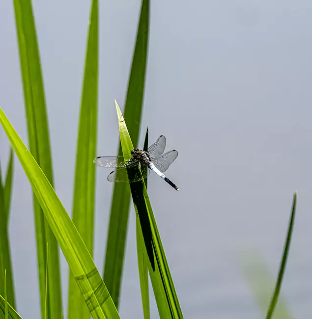 Why Fort Myers Families Trust Fort Myers Pest Control Pro for Mosquito Prevention?