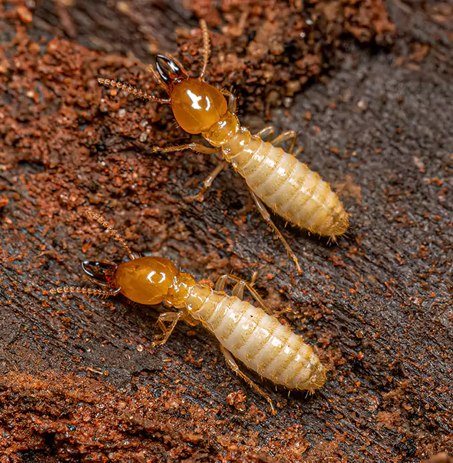 Why Choose Fort Myers Pest Control Pro for Termite Treatment Without Tenting in Fort Myers, FL?
