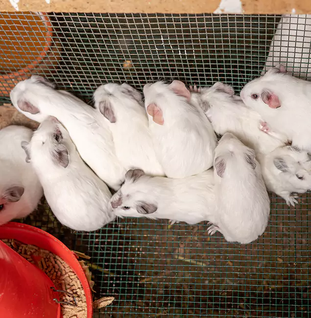 Why Choose Fort Myers Pest Control Pro for Rat Infestation in Fort Myers, FL?