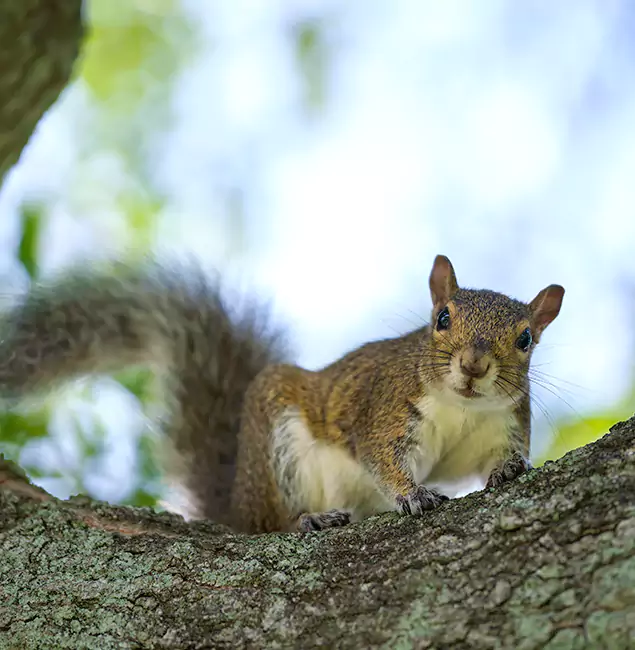 Why Fort Myers, FL Relies on Fort Myers Pest Control Pro for Squirrel Pest Control?