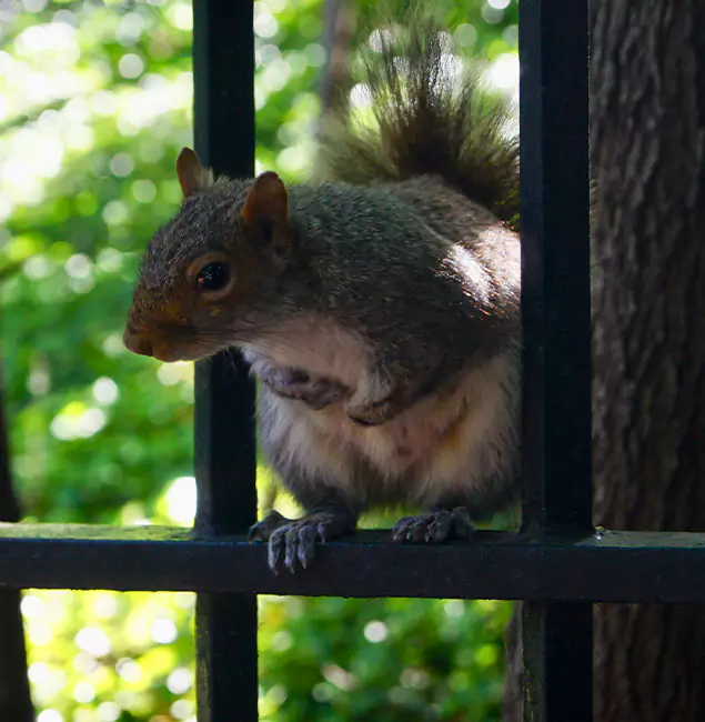 Why Fort Myers, FL Chooses Fort Myers Pest Control Pro for Squirrel Removal?
