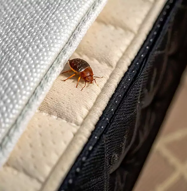 Why Fort Myers Homeowners Trust Fort Myers Pest Control Pro for Tick Treatment?