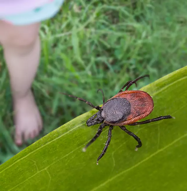 Why Fort Myers Homeowners Choose Fort Myers Pest Control Pro for Tick Extermination?