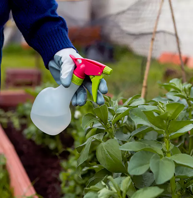 Why Fort Myers Relies on Fort Myers Pest Control Pro for Wasp Control Services?