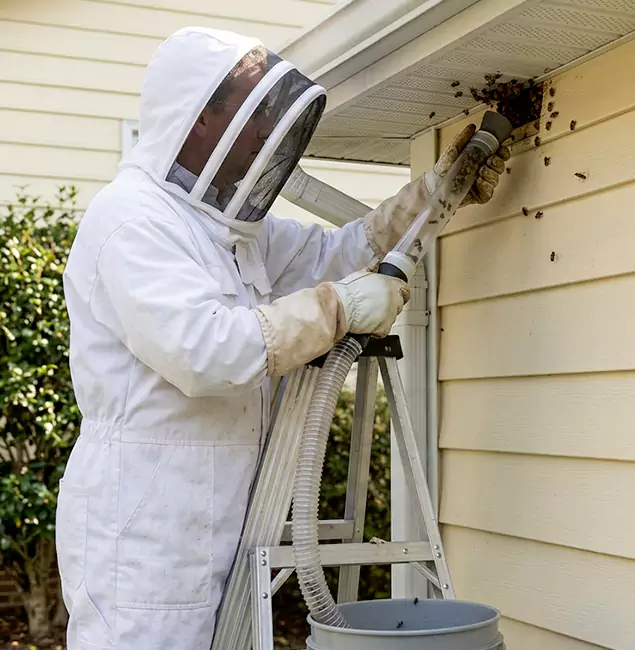 Why Fort Myers Trusts Fort Myers Pest Control Pro for Wasp Control?