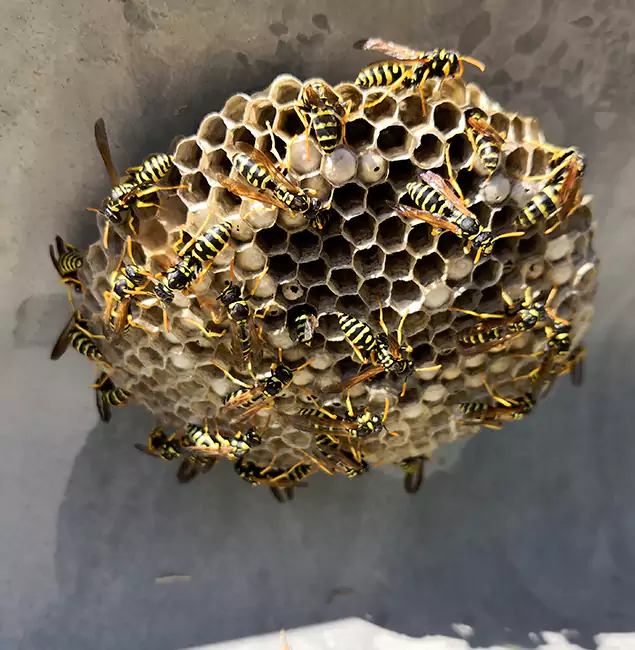 Why Fort Myers Chooses Fort Myers Pest Control Pro for Wasp Control Services?