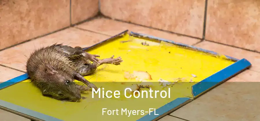  Mice Control Fort Myers-FL