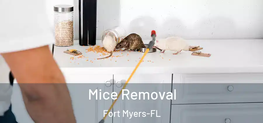 Mice Removal Fort Myers-FL